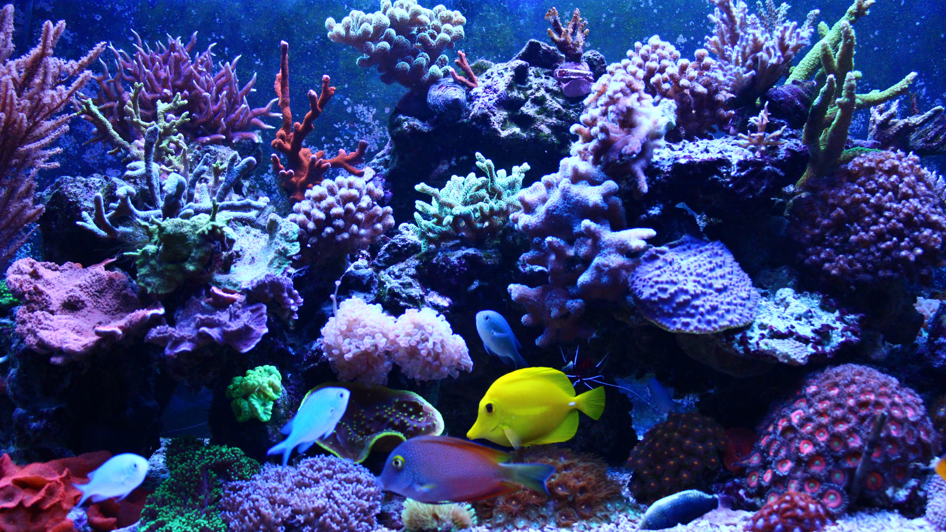 coralscape