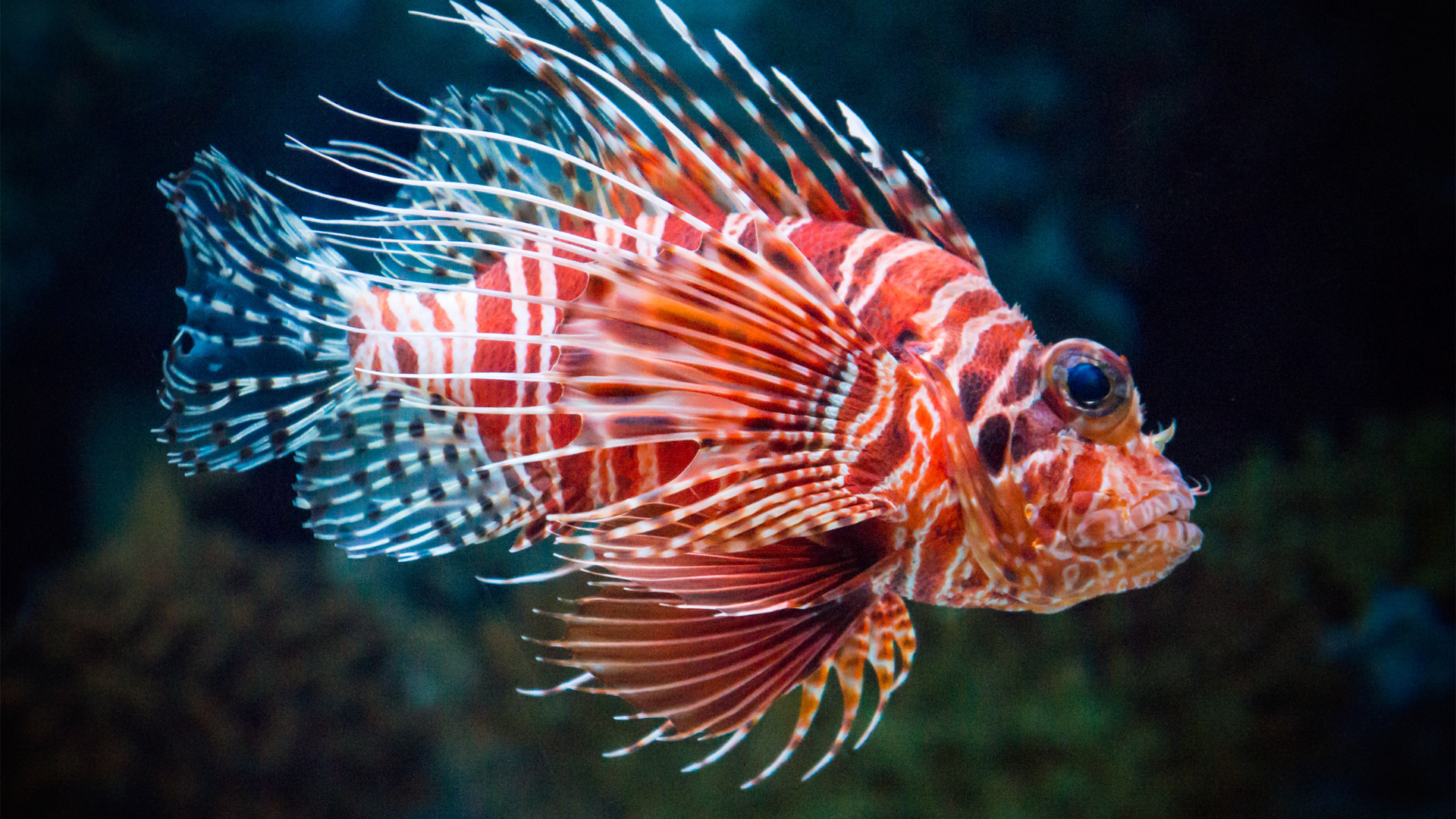 lionfish