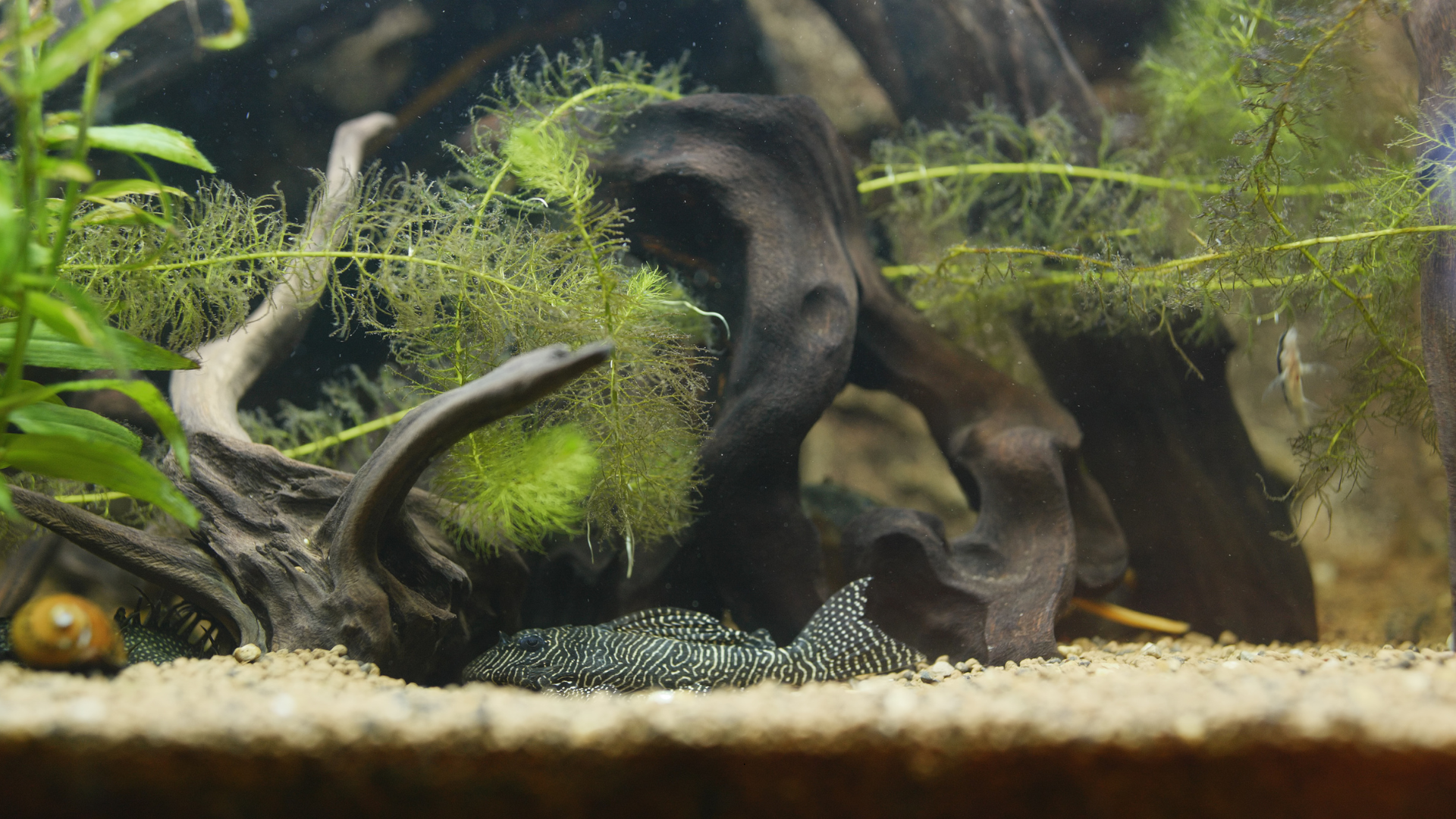 freshwater tank