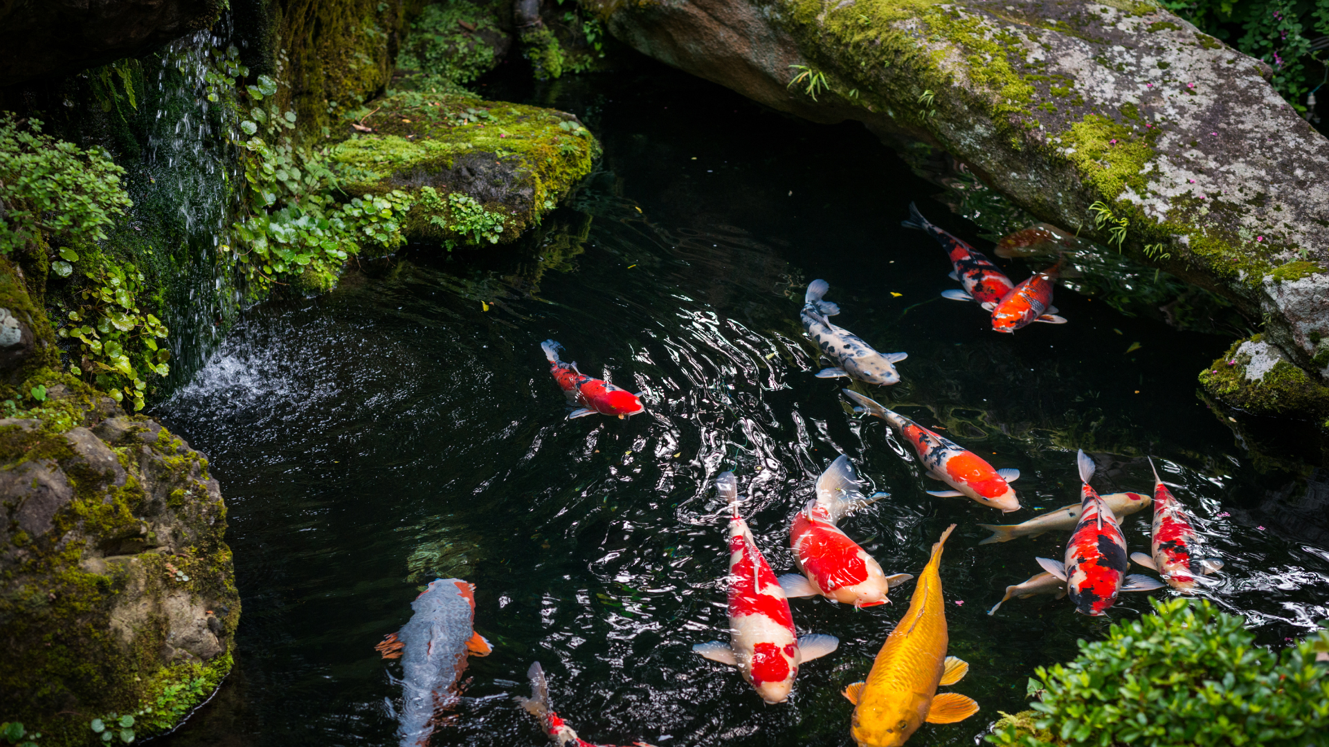 koi pond koi pond